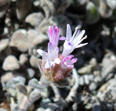 Monardella australis cinerea