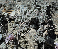Monardella australis cinerea