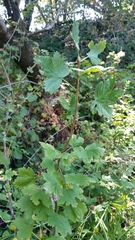 Ribes divaricatum pubiflorum