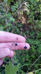 Ribes divaricatum pubiflorum