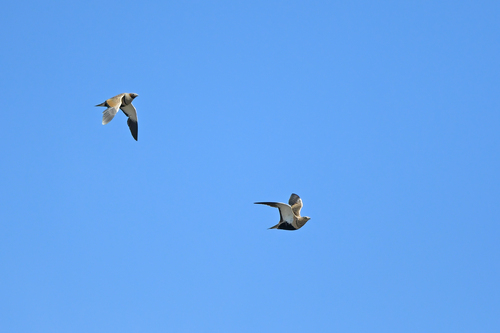 Ganga ortega (Pterocles orientalis)
