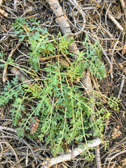 Pedicularis semibarbata