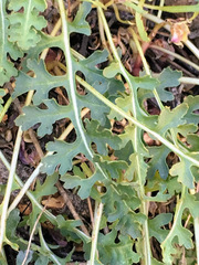 Pedicularis semibarbata