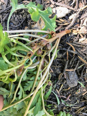 Pedicularis semibarbata