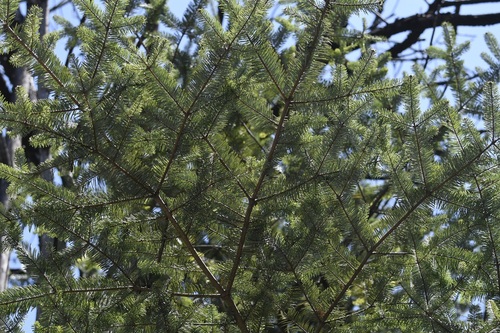Abies guatemalensis, photograph 6
