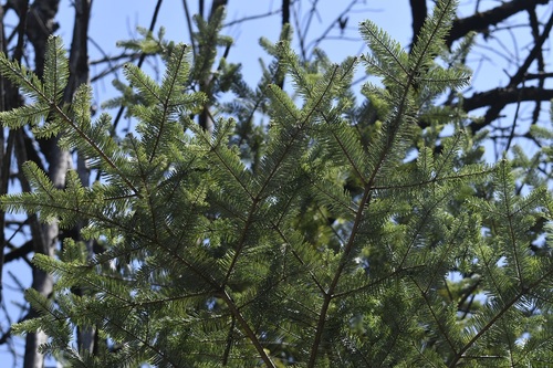 Abies guatemalensis, photograph 5