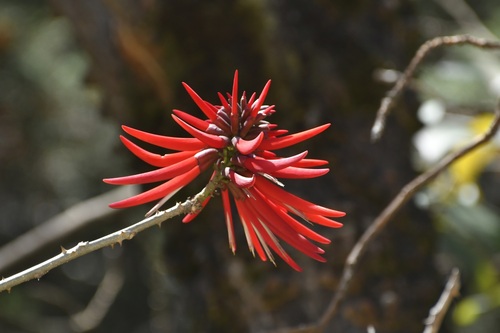 Patsua (Erythrina berteroana)