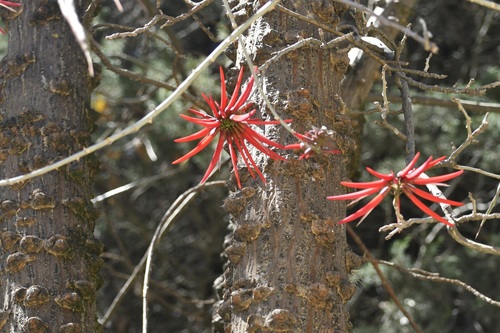 Erythrina berteroana, photograph 1
