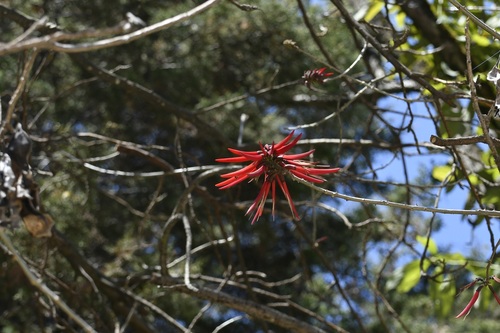 Erythrina berteroana, photograph 3