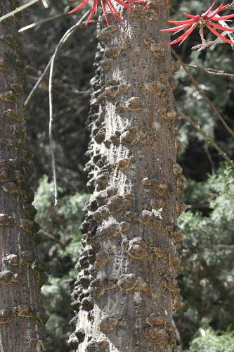 Erythrina berteroana, photograph 2