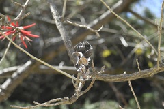 Erythrina berteroana, photograph (c) Neptalí Ramírez Marcial, some rights reserved (CC BY)