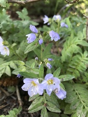 Polemonium pulcherrimum delicatum