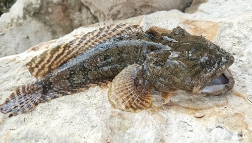Gulf toadfish (Opsanus beta) — Batrachoididae — 2