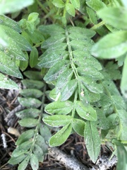 Polemonium pulcherrimum delicatum