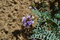 Astragalus gruinus