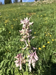 Corydalis caseana brandegeei