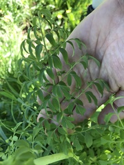 Corydalis caseana brandegeei