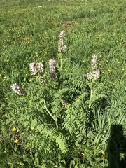 Corydalis caseana brandegeei