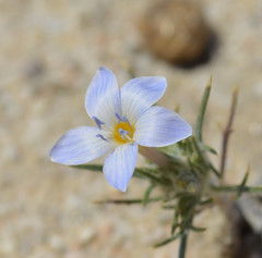 Eriastrum pluriflorum
