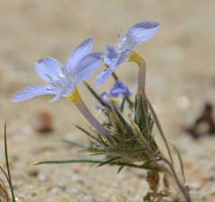 Eriastrum pluriflorum
