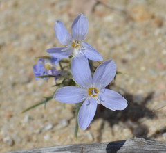 Eriastrum pluriflorum