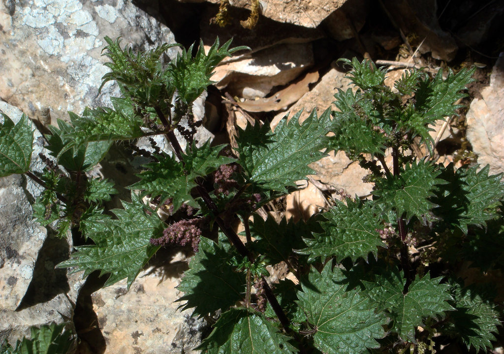 Urtica atrovirens