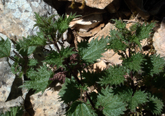 Urtica atrovirens