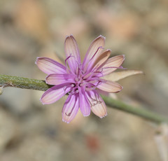 Stephanomeria cichoriacea