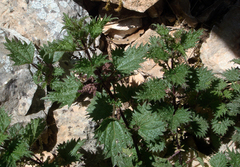 Urtica atrovirens, photograph author not stated, no rights reserved