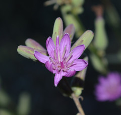 Stephanomeria cichoriacea