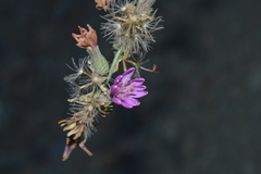 Stephanomeria cichoriacea