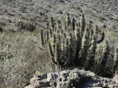 Eulychnia breviflora