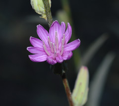Stephanomeria cichoriacea
