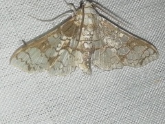 Omphisa