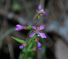 Clarkia heterandra