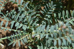 Astragalus gruinus