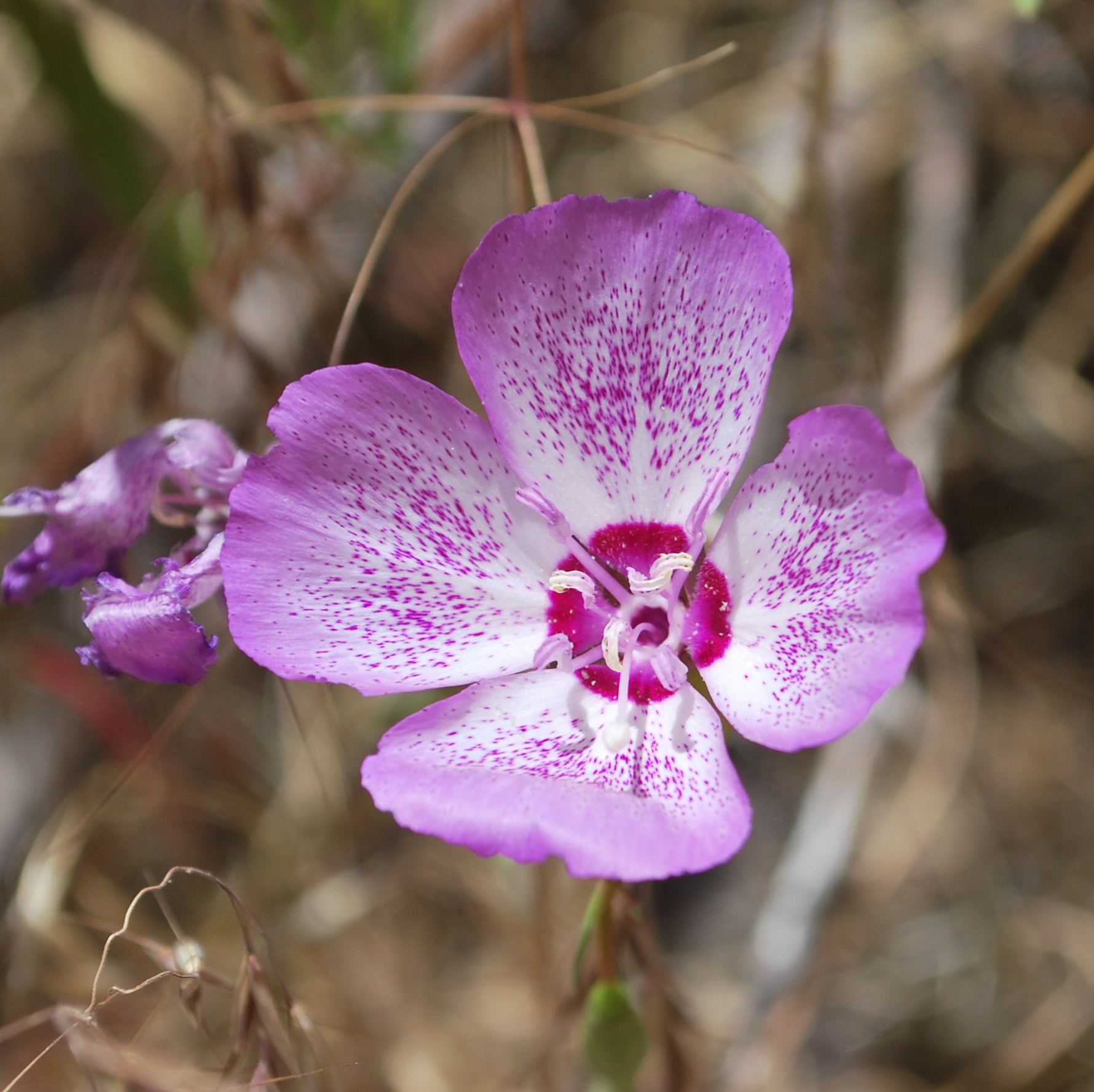 Clarkia cylindrica