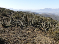 Trichocereus nigripilis