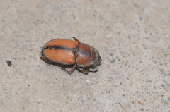 Prosopocoilus astacoides