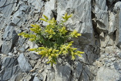 Silene parishii