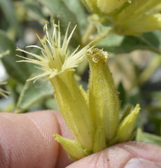 Silene parishii