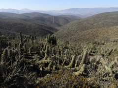 Trichocereus nigripilis