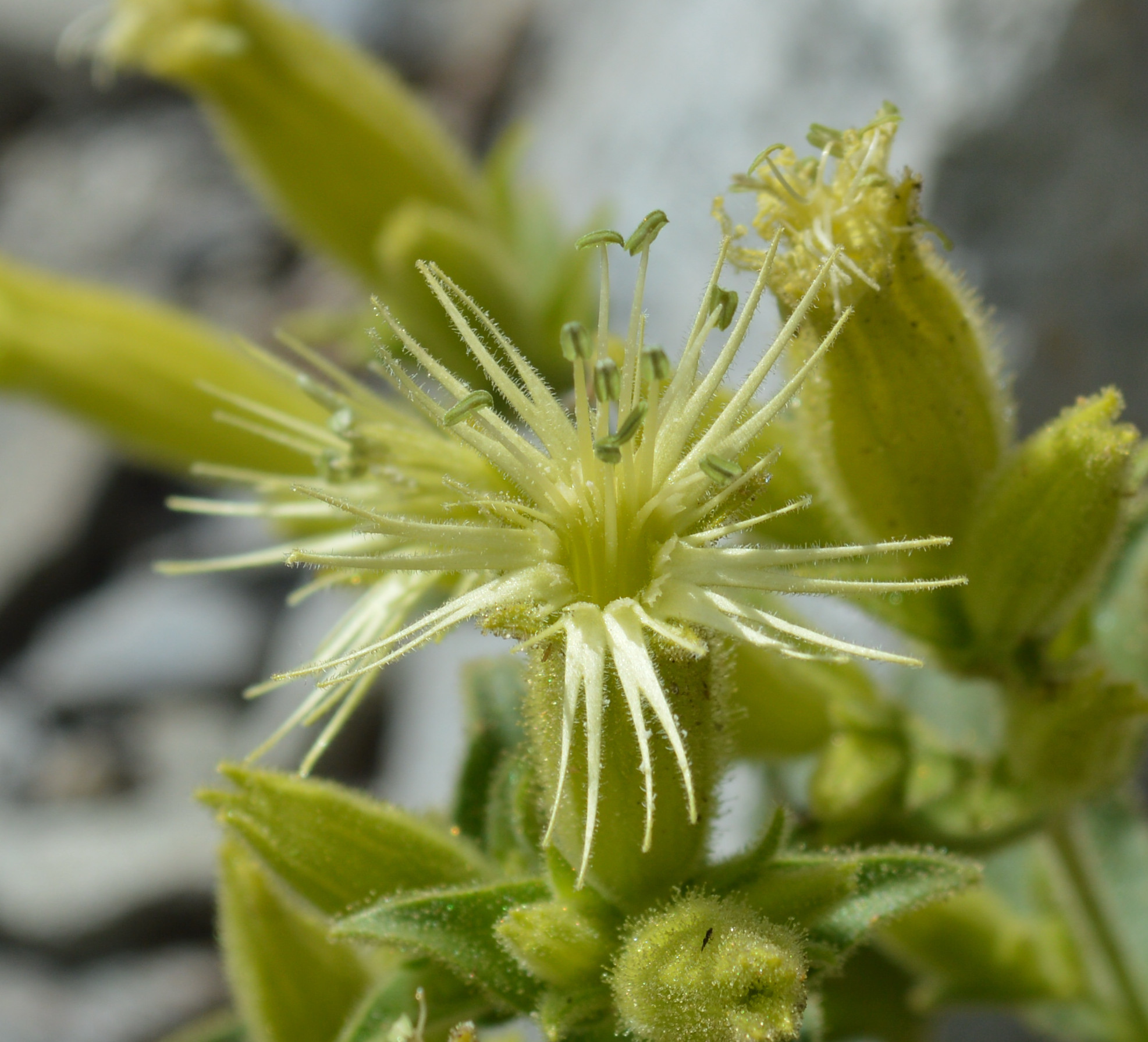 Silene parishii