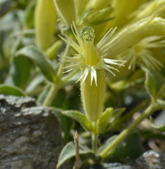 Silene parishii