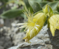 Silene parishii