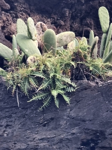 Sonchus ustulatus (Sonchus ustulatus)