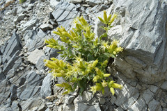 Silene parishii