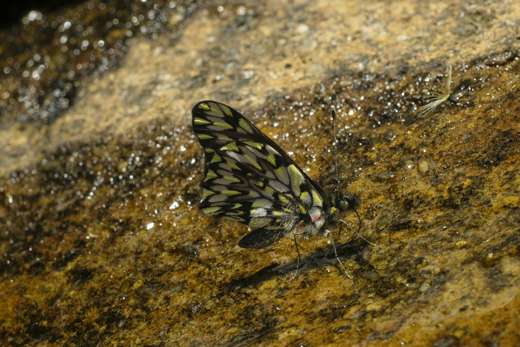 Catasticta manco