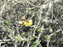 Adesmia confusa