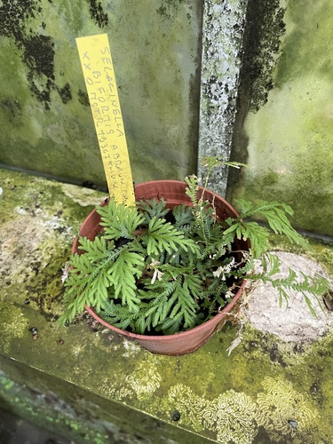 Selaginella flagellifera iNat (1)